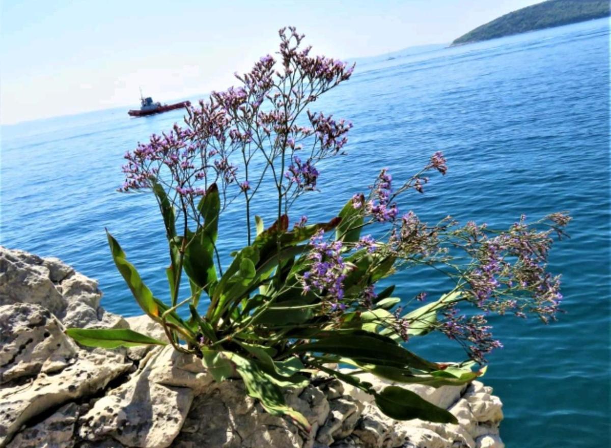 Apartment Vlatka Split Dış mekan fotoğraf
